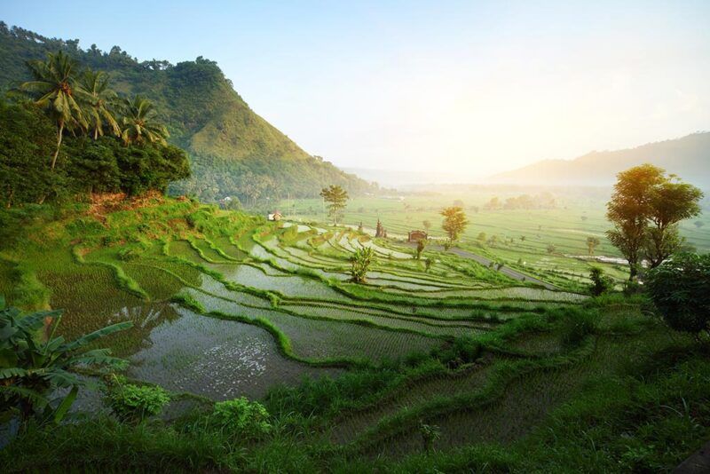 Terrazze di riso in Indonesia