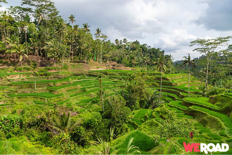Viaggio a Bali terrazze di riso Jatiluwih