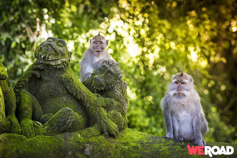 Indonesia tour - Ubud Sacred Monkey Forest