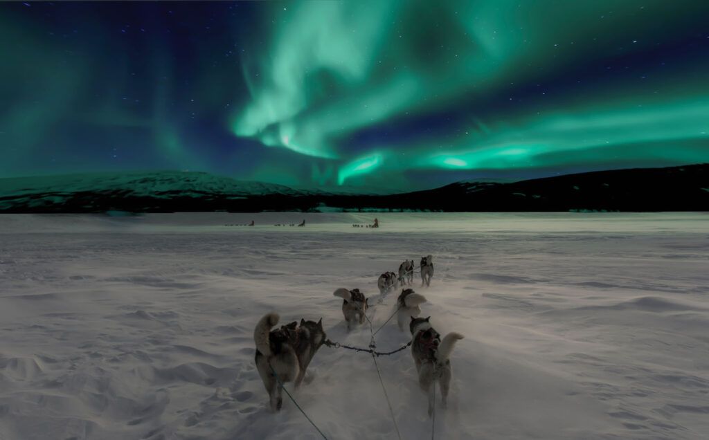 Cani da slitta Norvegia.