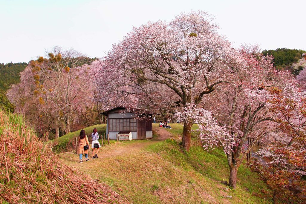 Hanami Monte Yoshino