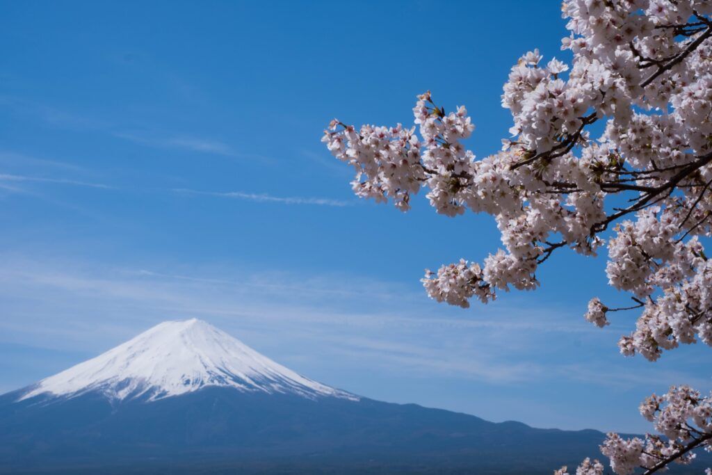Fioritura dei ciliegi Monte Fuji