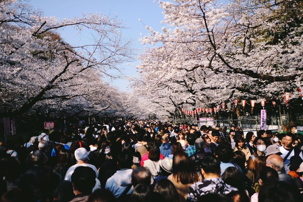 Hanami e turisti