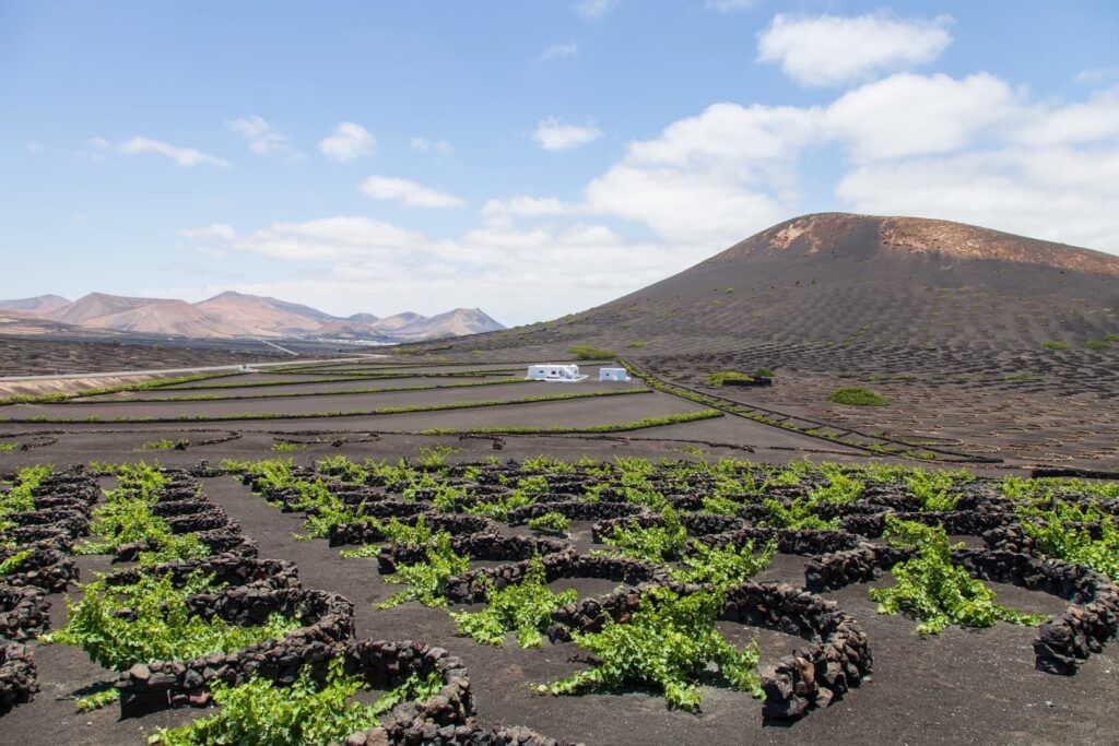 Vitigni a Lanzarote con il loro tipico muretto a secco