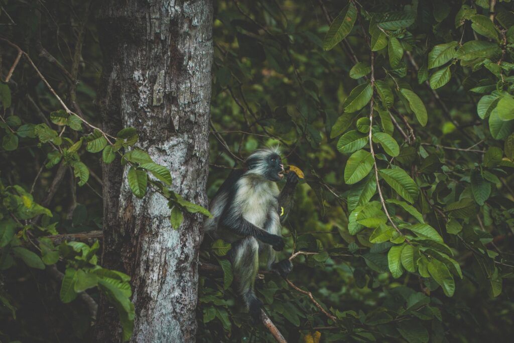 Una scimmia siede sul ramo di un albero nella Jozani forest a Zanzibar
