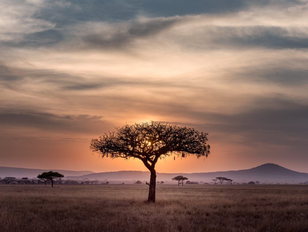 Un albero si staglia nel Serengeti al tramonto, con montagne sullo sfondo