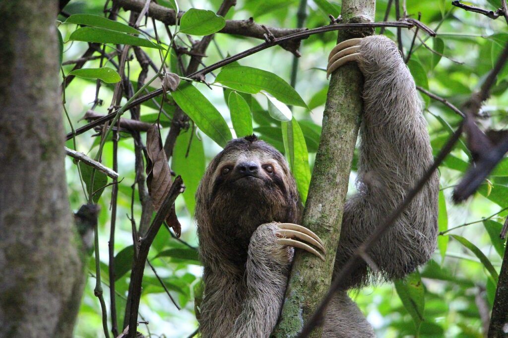Un bradipo, avvistato al Parco Nazionale Manuel Antonio