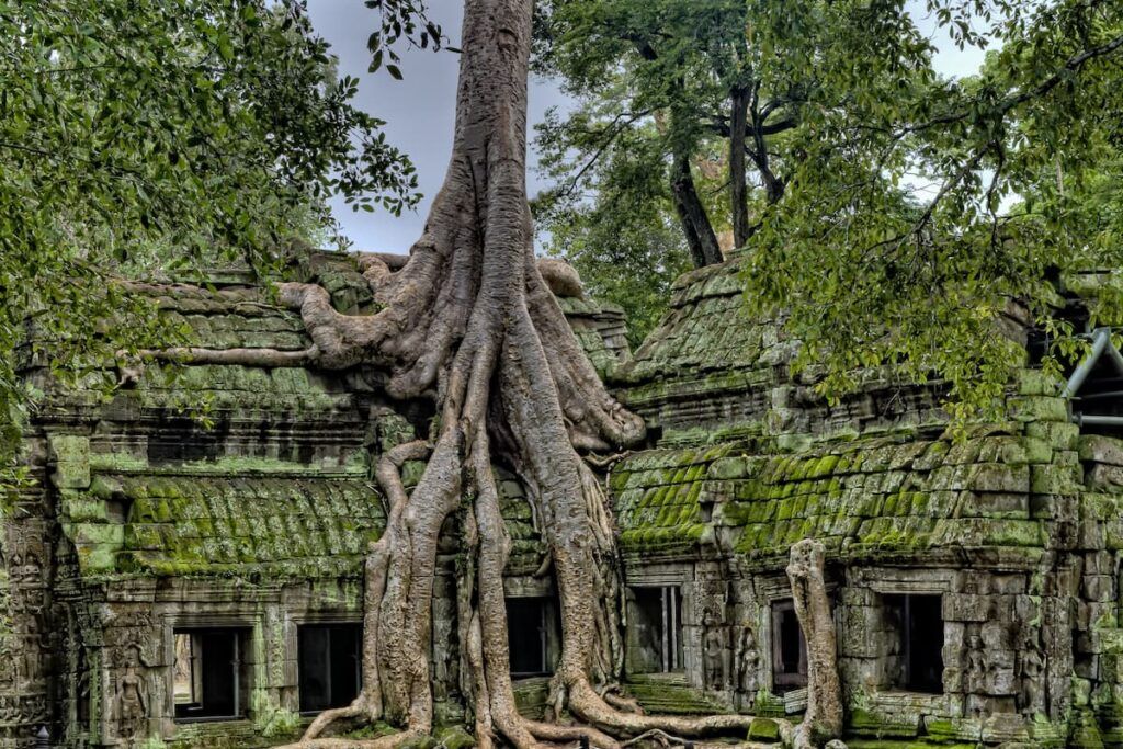 foto di una pianta rampicante che copre uno dei muri del tempio di Ta Prohm