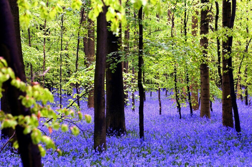 la fioritura di Hyacinthoides non-scripta
