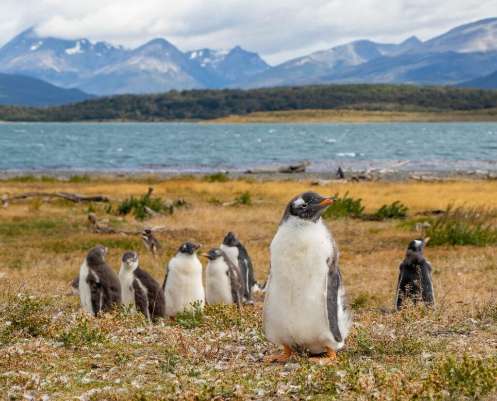 I simpatici abitanti dell'Ushuaia