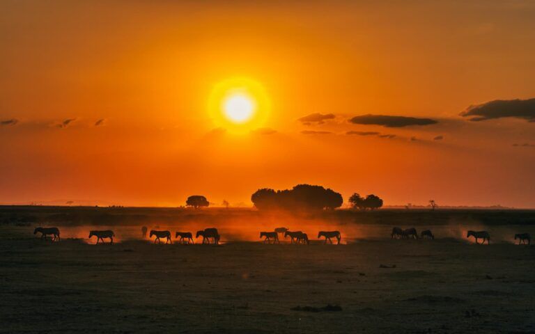 Kenya: tramonto sulla savana