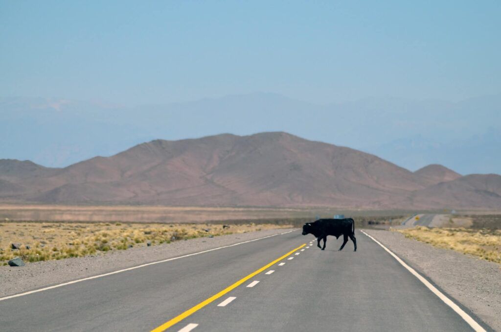 la natura selvaggia de la Salta