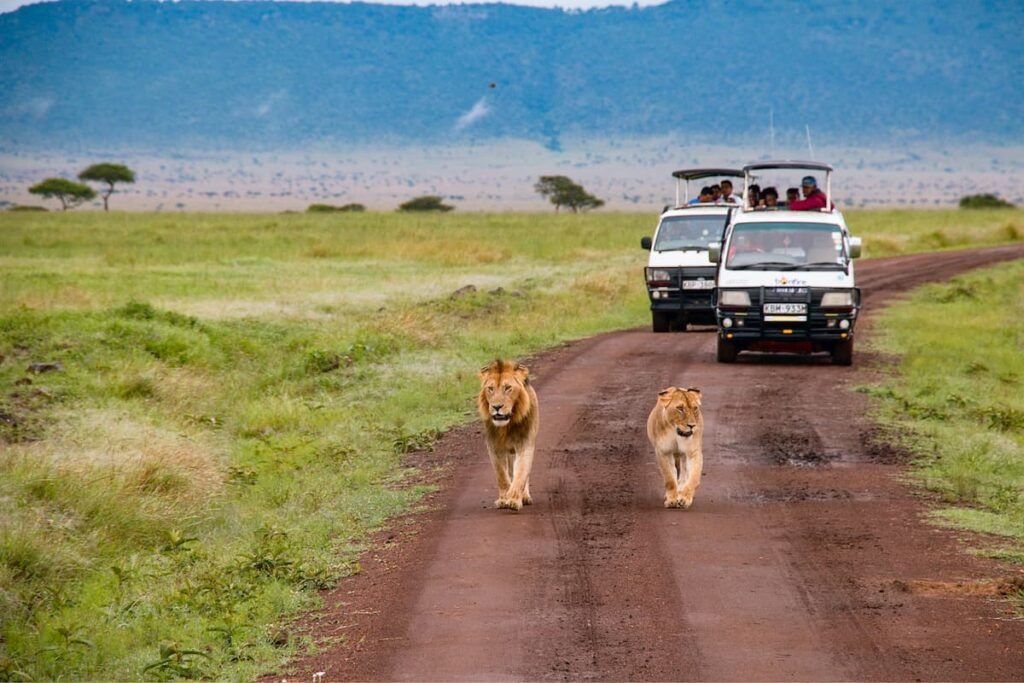 Leoni al masai mara in Kenya seguiti da due auto