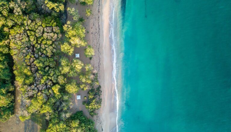 Alberi sulla spiaggia bianca di Guadalupa