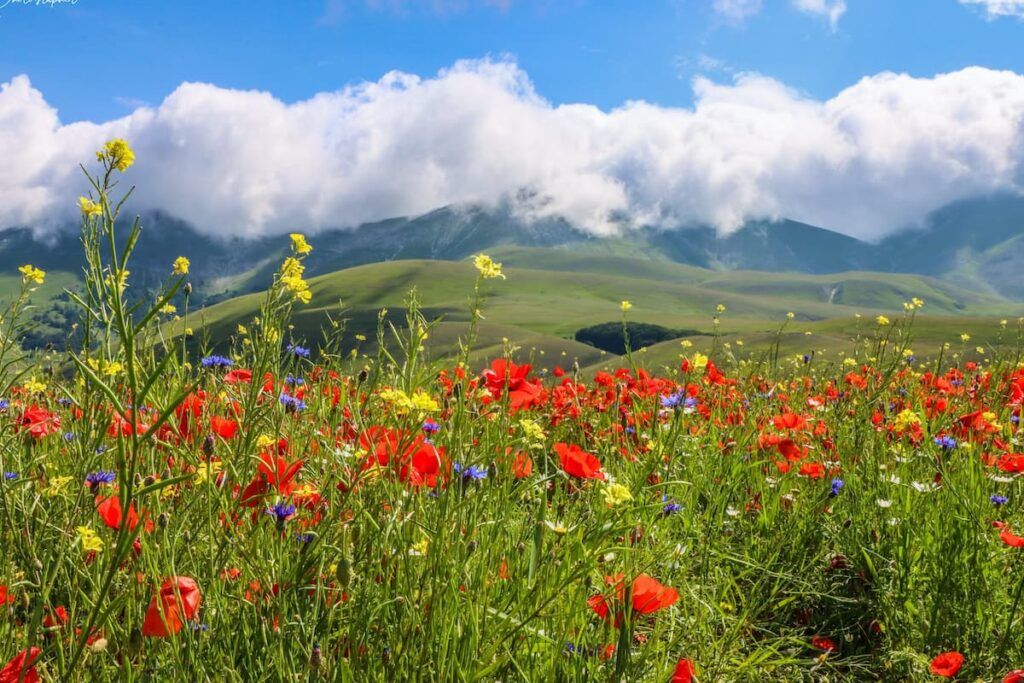 Castelluccio di Norcia