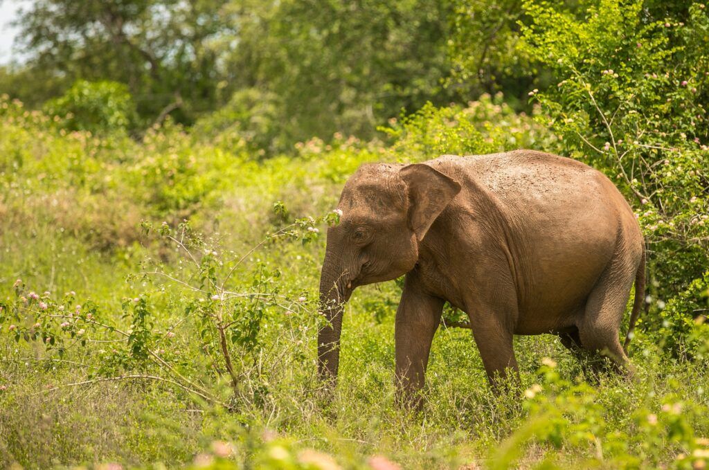 Elefante grigio su un campo in erba