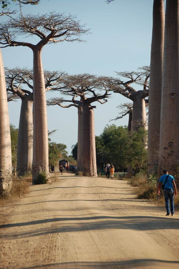 il viale dei Baobab del Madagascar