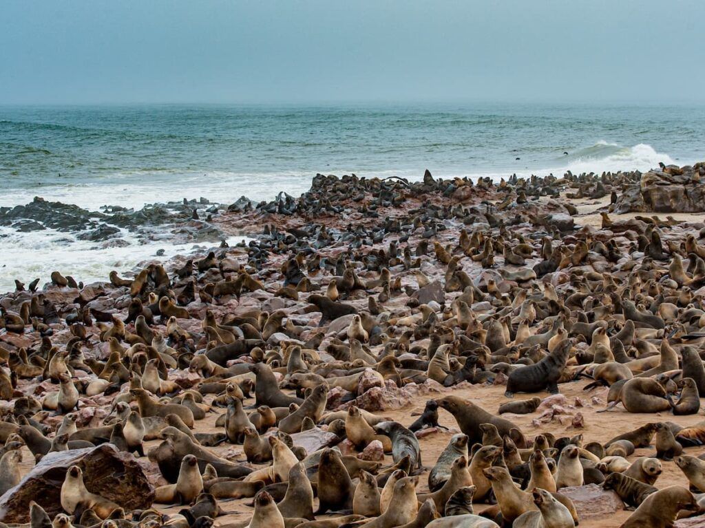 Otarie a cape cross in Namibia