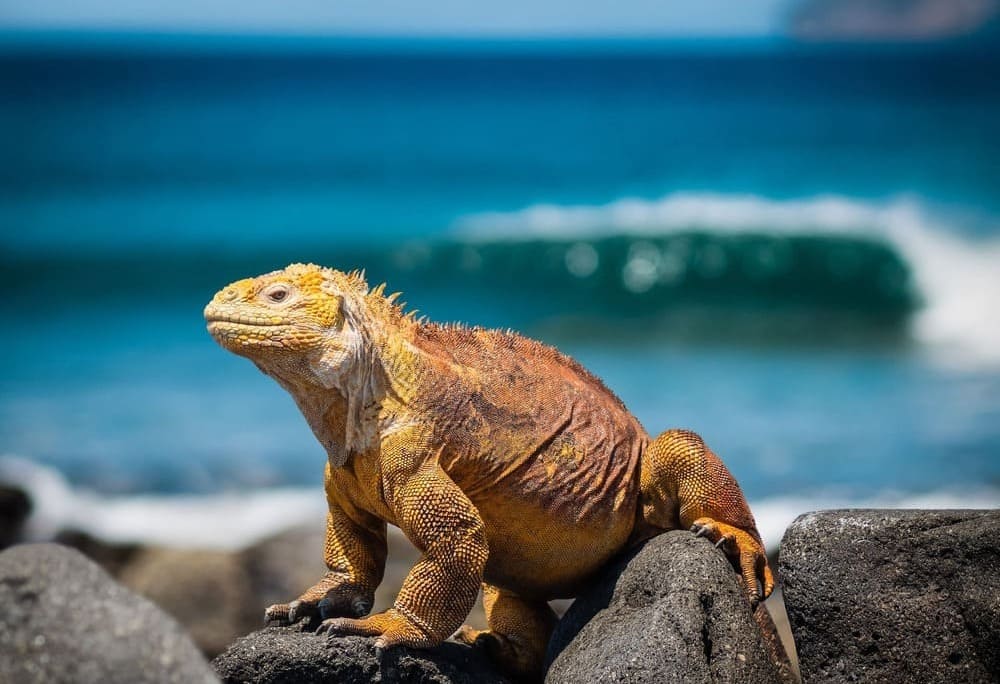Cosa vedere in Ecuador