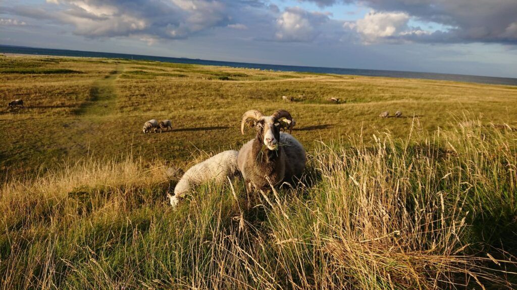 Danimarca cosa vedere 