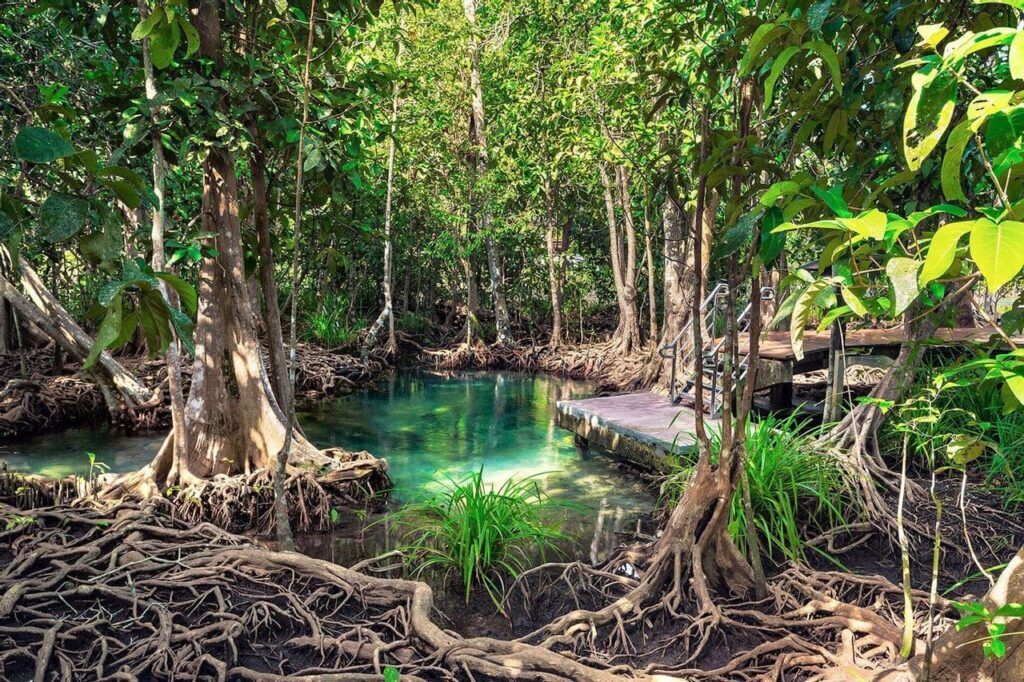 La natura rigogliosa della Baia di Samaná