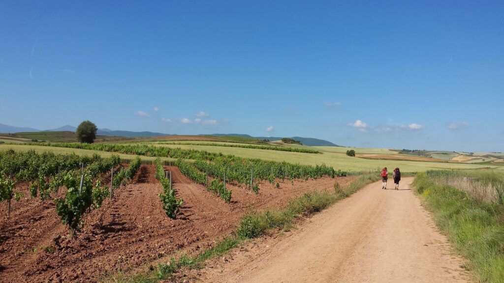 Campi coltivati durante il Cammino di Santiago