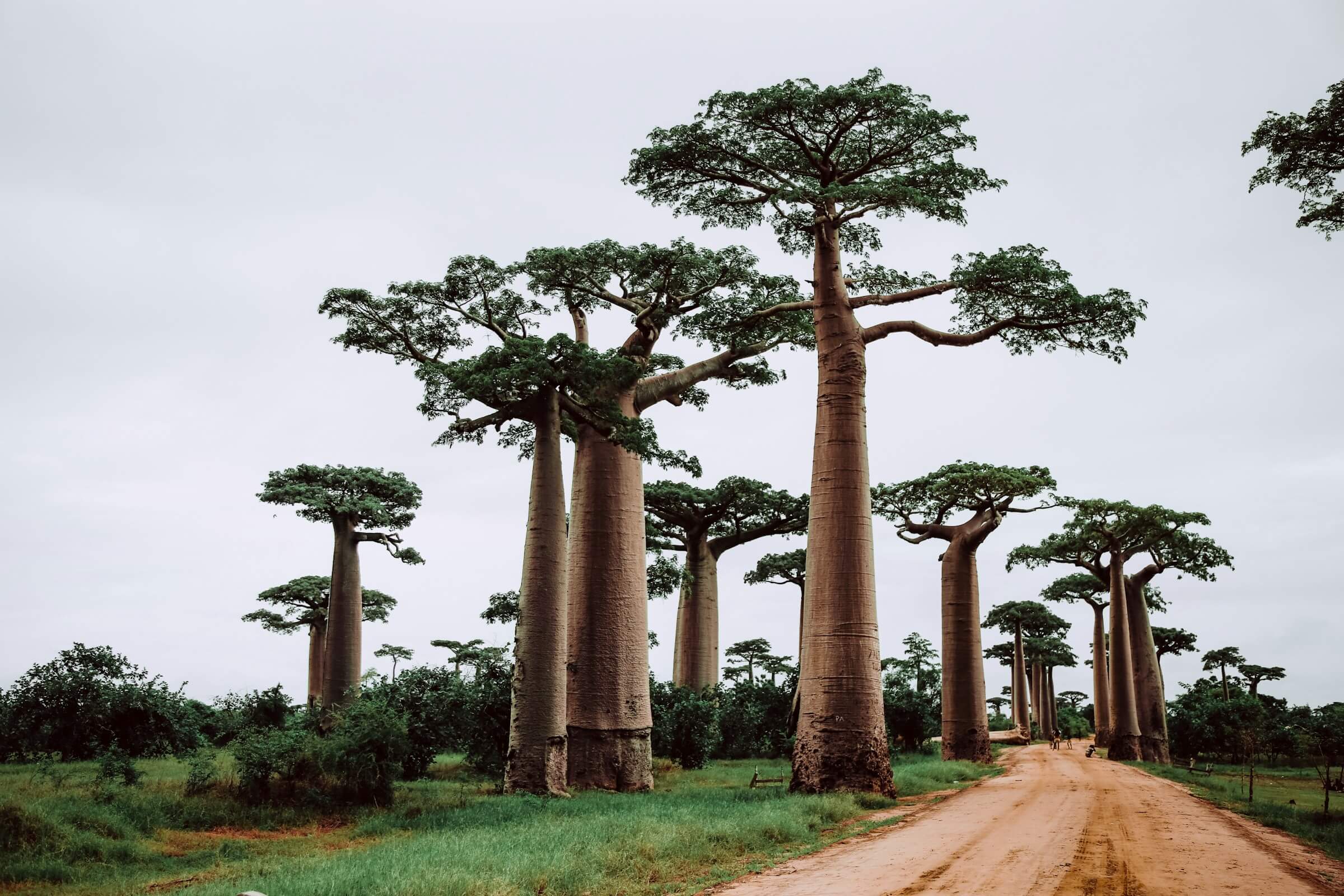 i babobab del madagascar