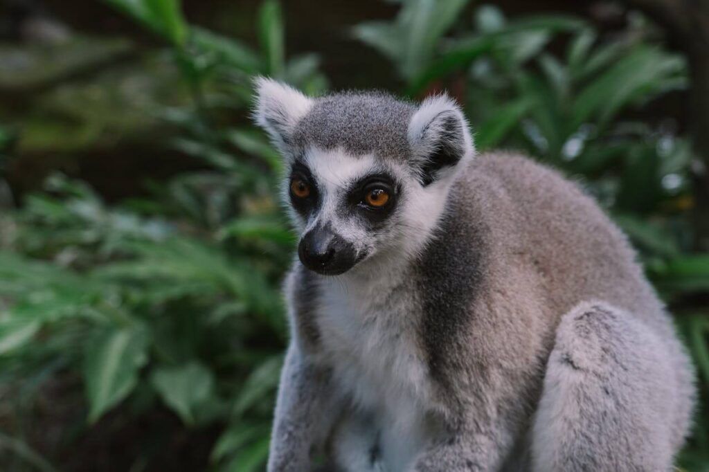i lemuri, protagonisti del Madagascar