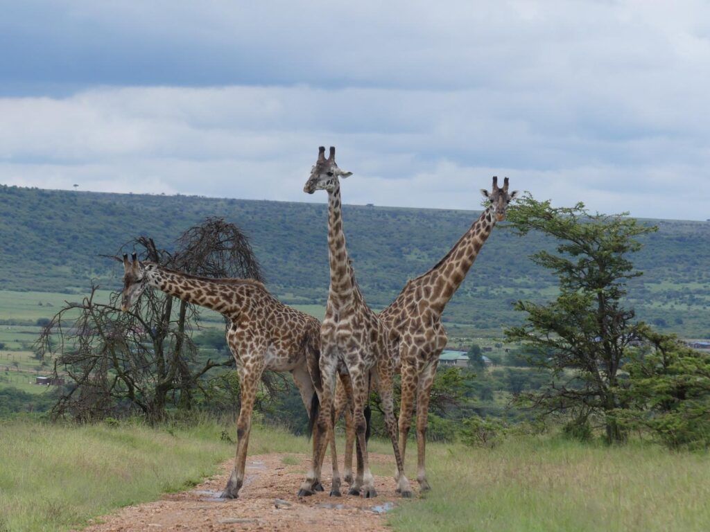 Un avvistamento di giraffe durante un viaggio in Kenya targato WeRoad
