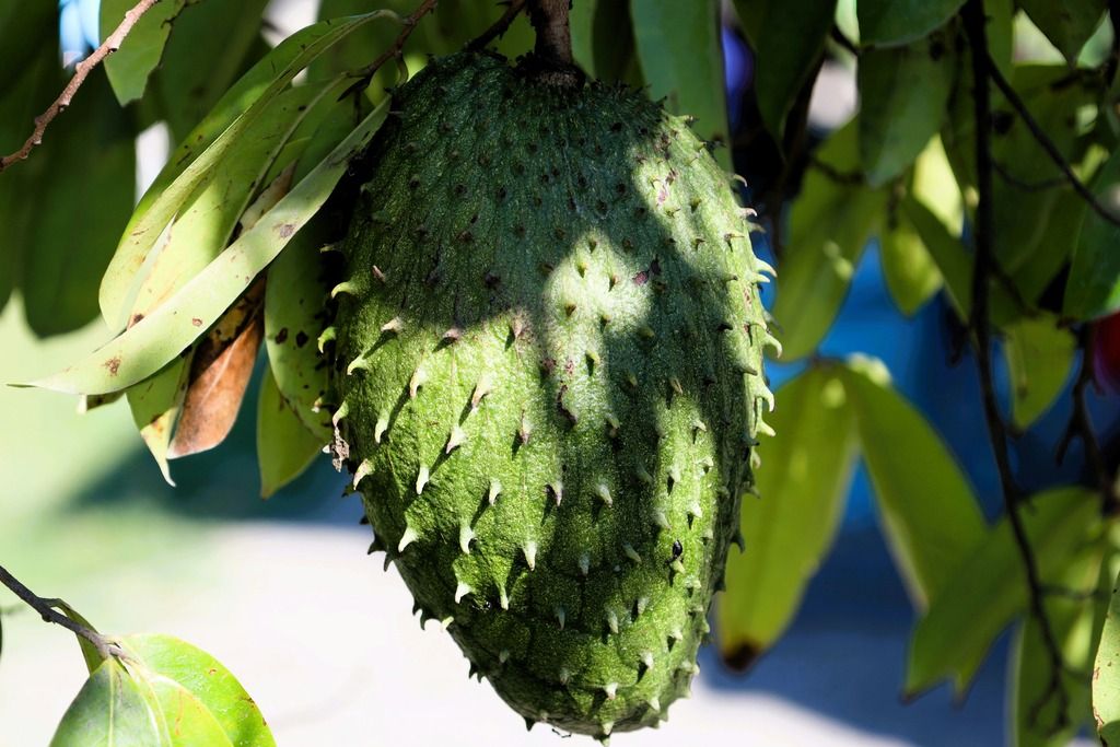 Guanabana: un dettaglio della natura rigogliosa che nutre la cucina colombiana con sapori freschi e autentici.