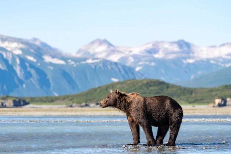 Quando andare in Alaska: la guida completa