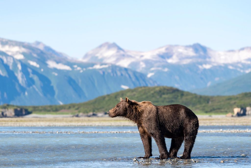 Quando andare in Alaska: la guida completa
