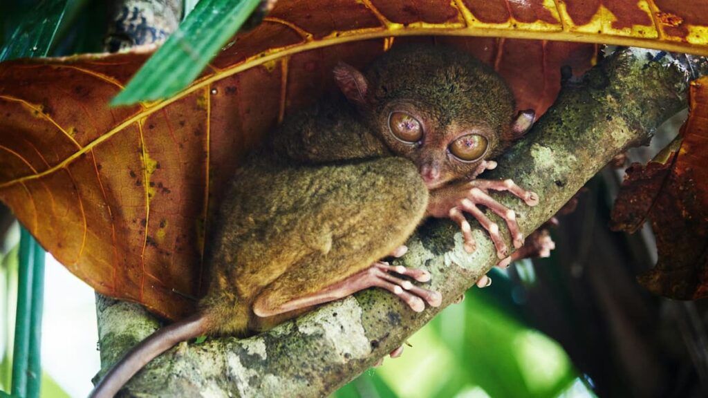 Tarsier nelle filippine