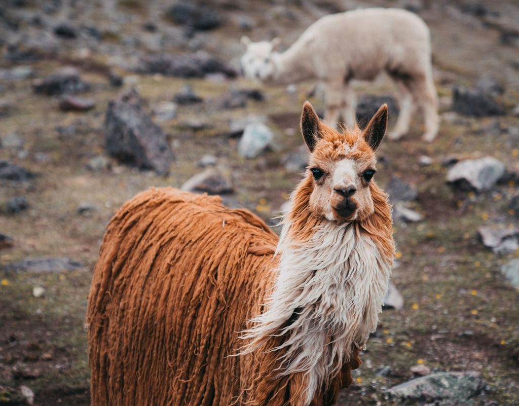 Lama su un prato d’altura nei dintorni della Vinicunca, simbolo delle Ande peruviane e compagno silenzioso del trekking.