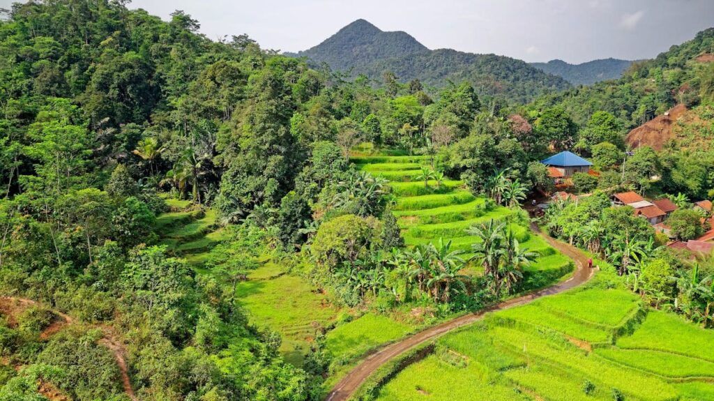 Risaie verdi tra le colline di Bali