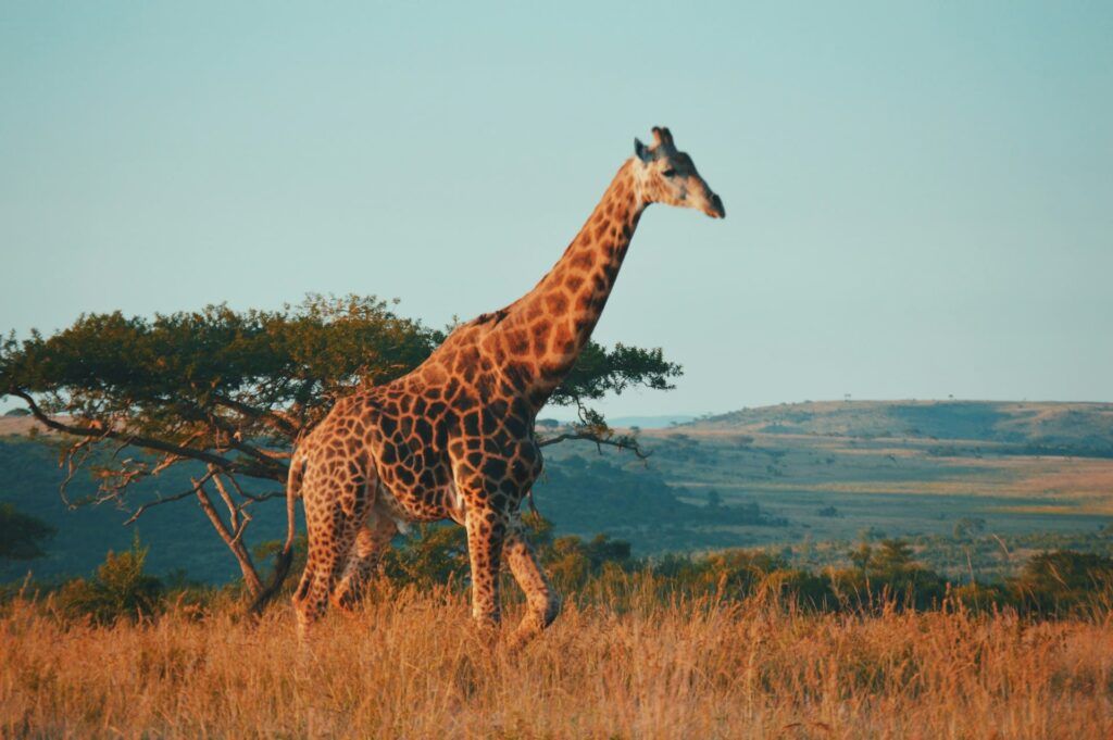 Giraffa al tramonto nel Kruger National Park in Sudafrica