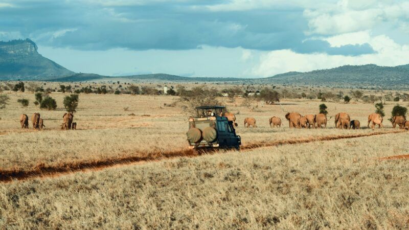 Il periodo migliore per un safari: l’Africa che ti resta nel cuore