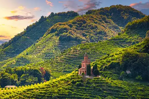 Vigneti di Champagne al tramonto in Francia