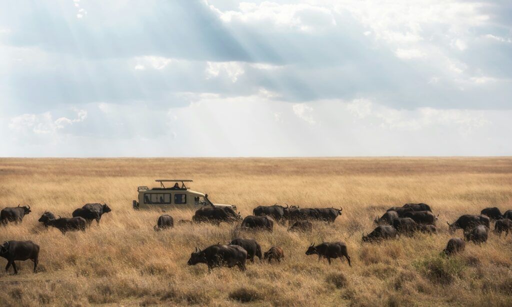 Jeep durante un safari nel Serengeti tra una mandria di bufali africani sotto raggi di luce tra le nuvole