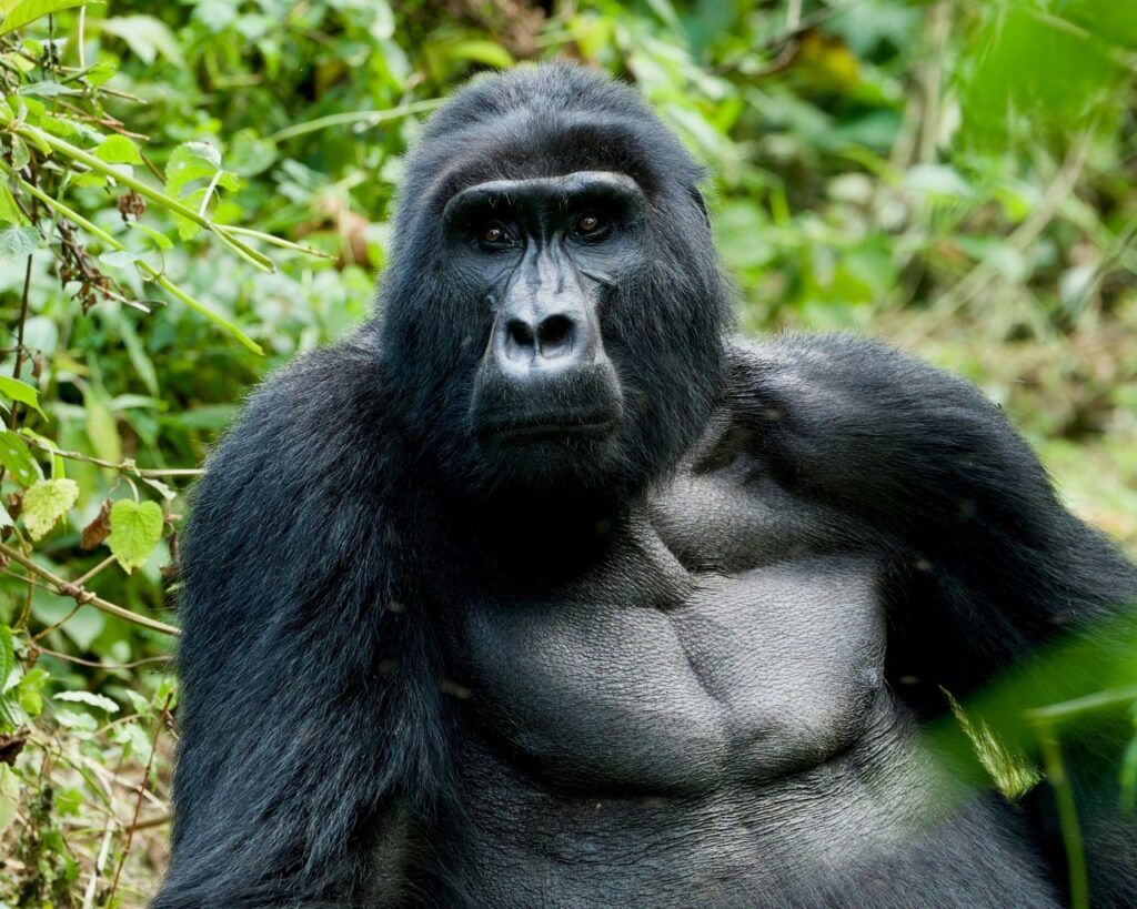 Gorilla di montagna in primo piano nella foresta dell'Uganda, durante un'esperienza di gorilla trekking in Africa orientale