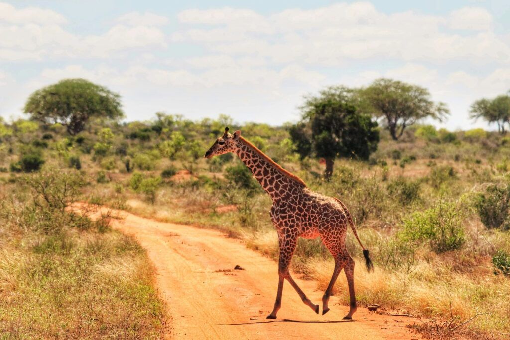 Giraffa che attraversa una pista rossa nella savana africana durante un safari in Kenya