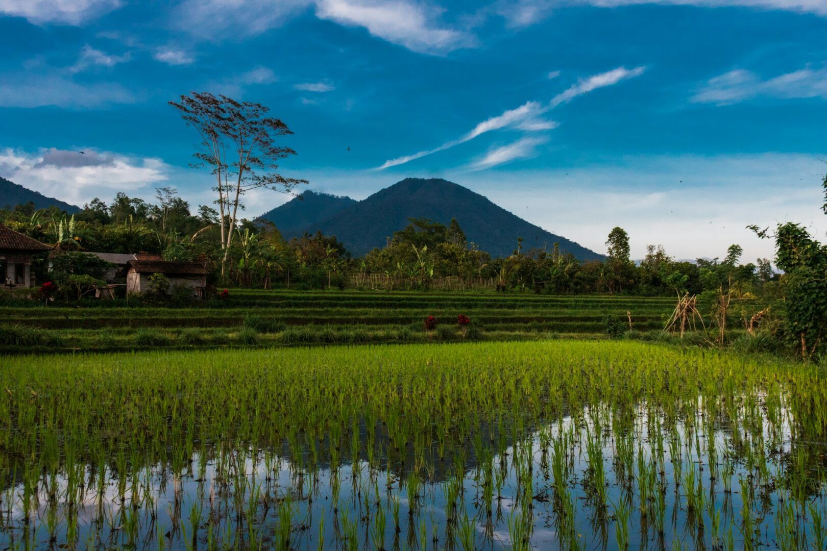 Ubud: cosa vedere tra cascate, risaie e templi 