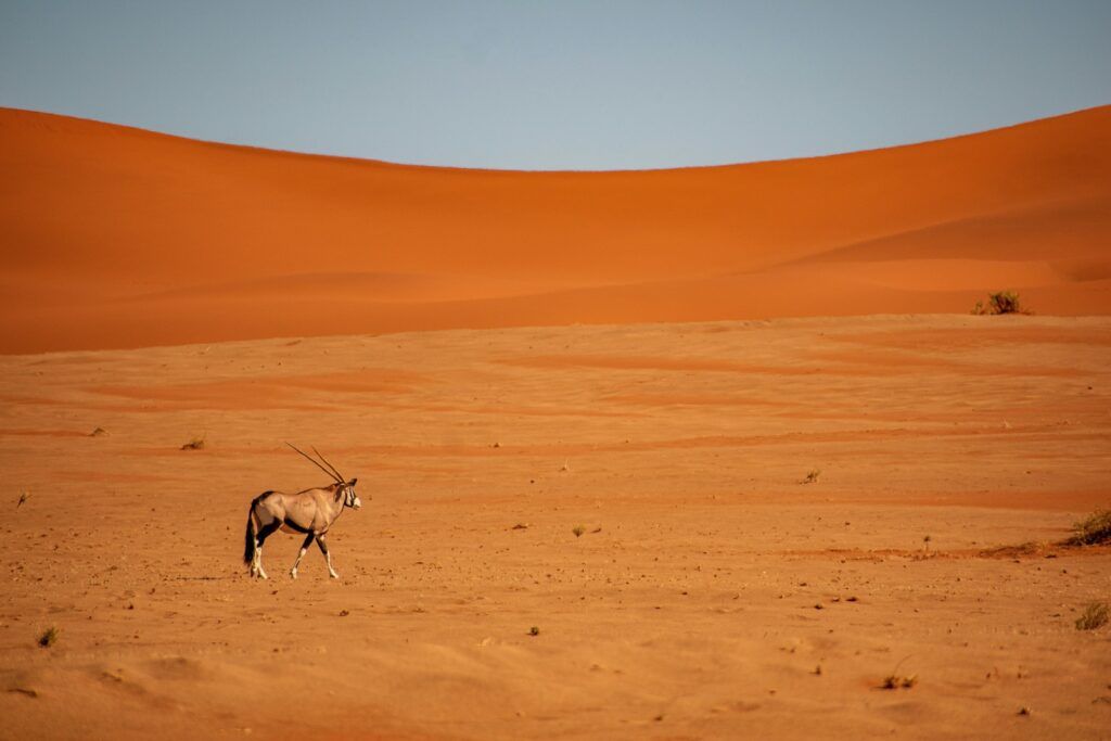 Oryx nel deserto del Namib in Namibia con le iconiche dune rosse sullo sfondo durante un safari africano
