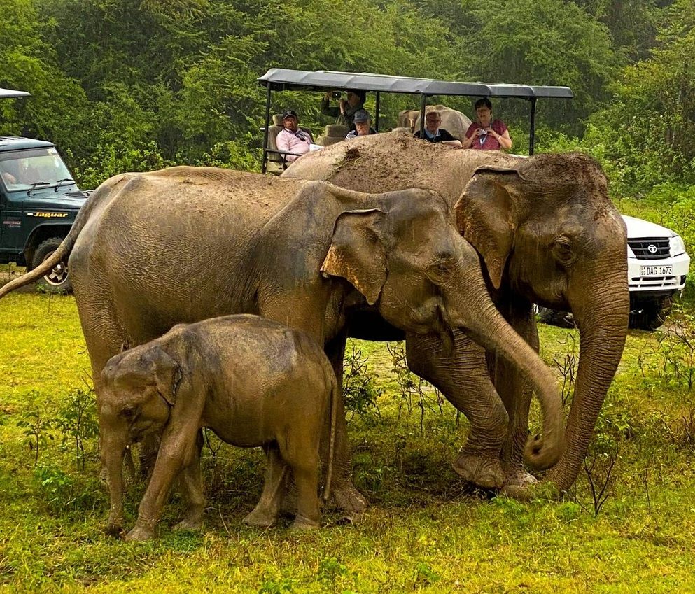Famiglia di elefanti con cucciolo in Udawalawe National Park