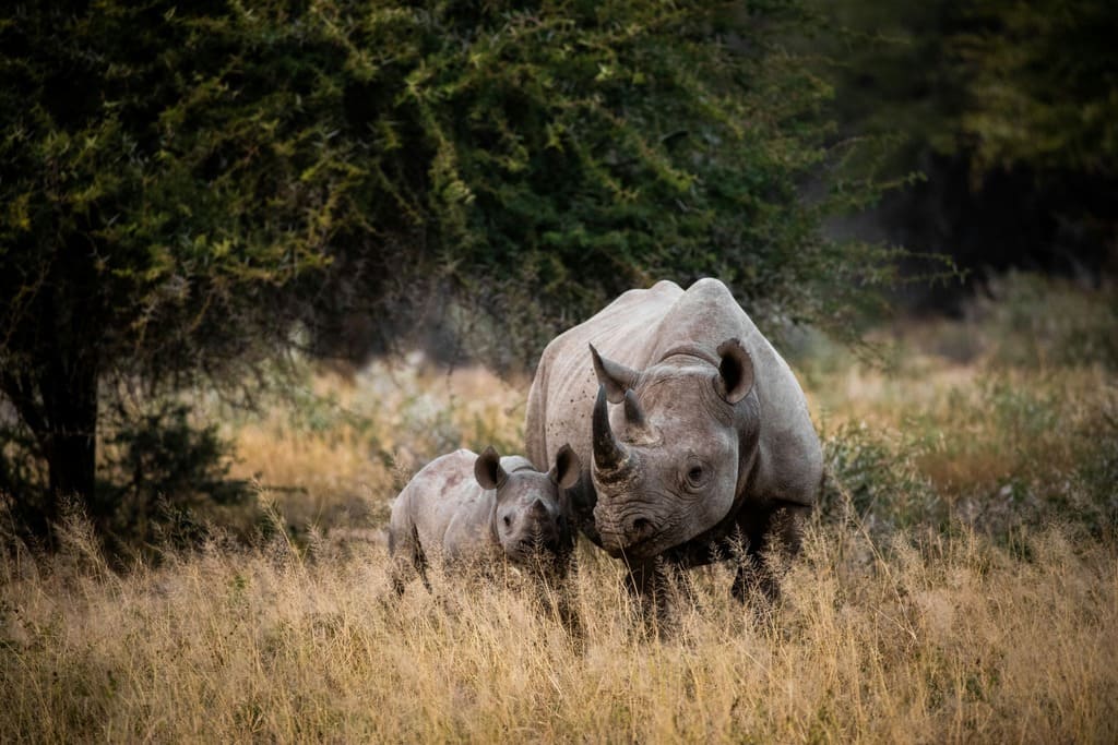 Rinoceronte adulto con il piccolo accanto, tra la vegetazione della savana sudafricana.