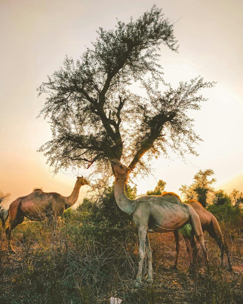 Cammelli nel deserto al tramonto, Rajasthan