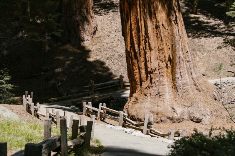 Sequoia National Park: un viaggio indimenticabile tra giganti e natura pura