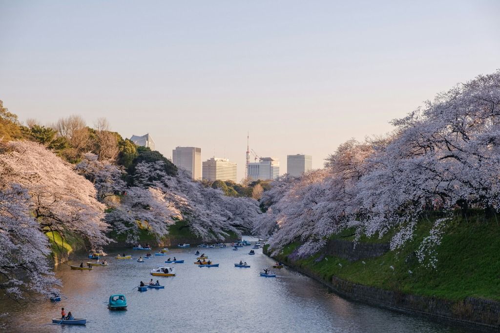 Paesaggio di ciliegi in fiore a Tokyo, Giappone. 
