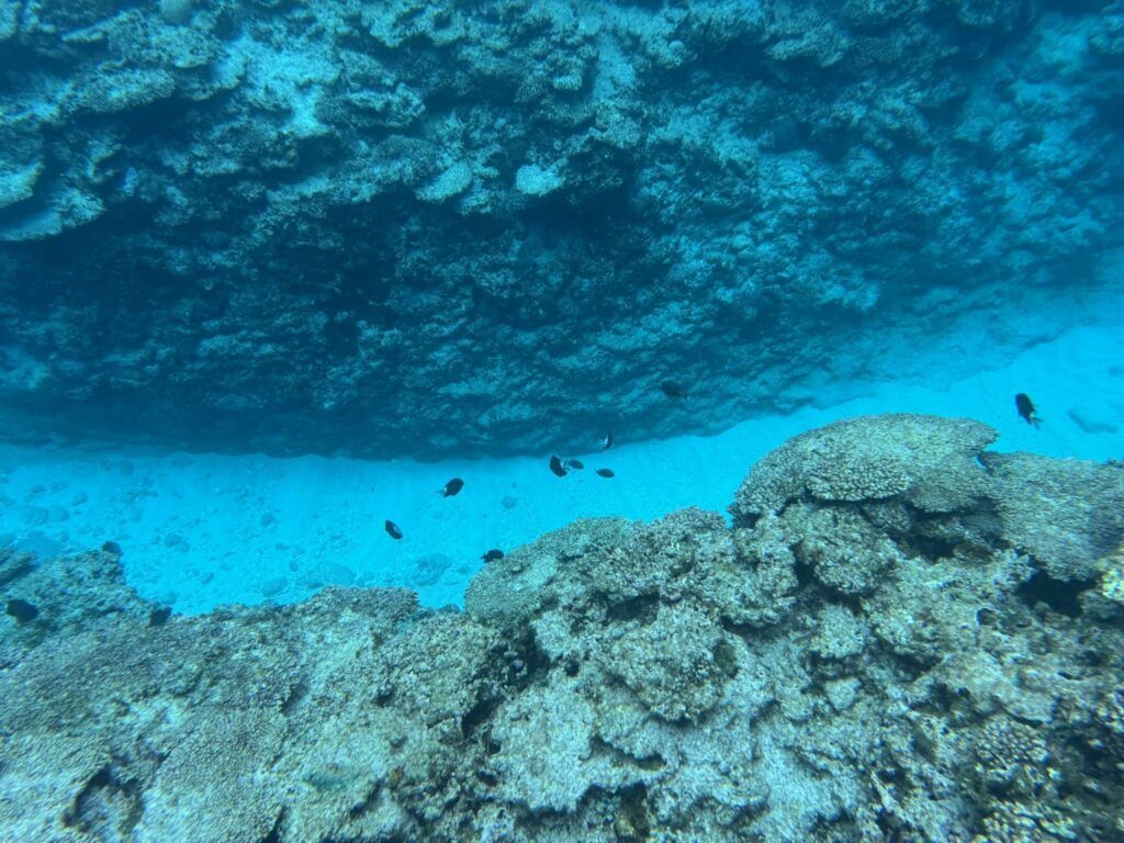 Fondale corallino e pesci tropicali nelle isole Kerama, Okinawa.