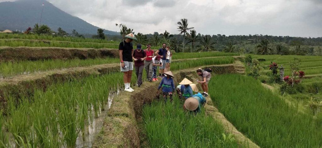 Viaggiatori WeRoad in una risaia a Bali.